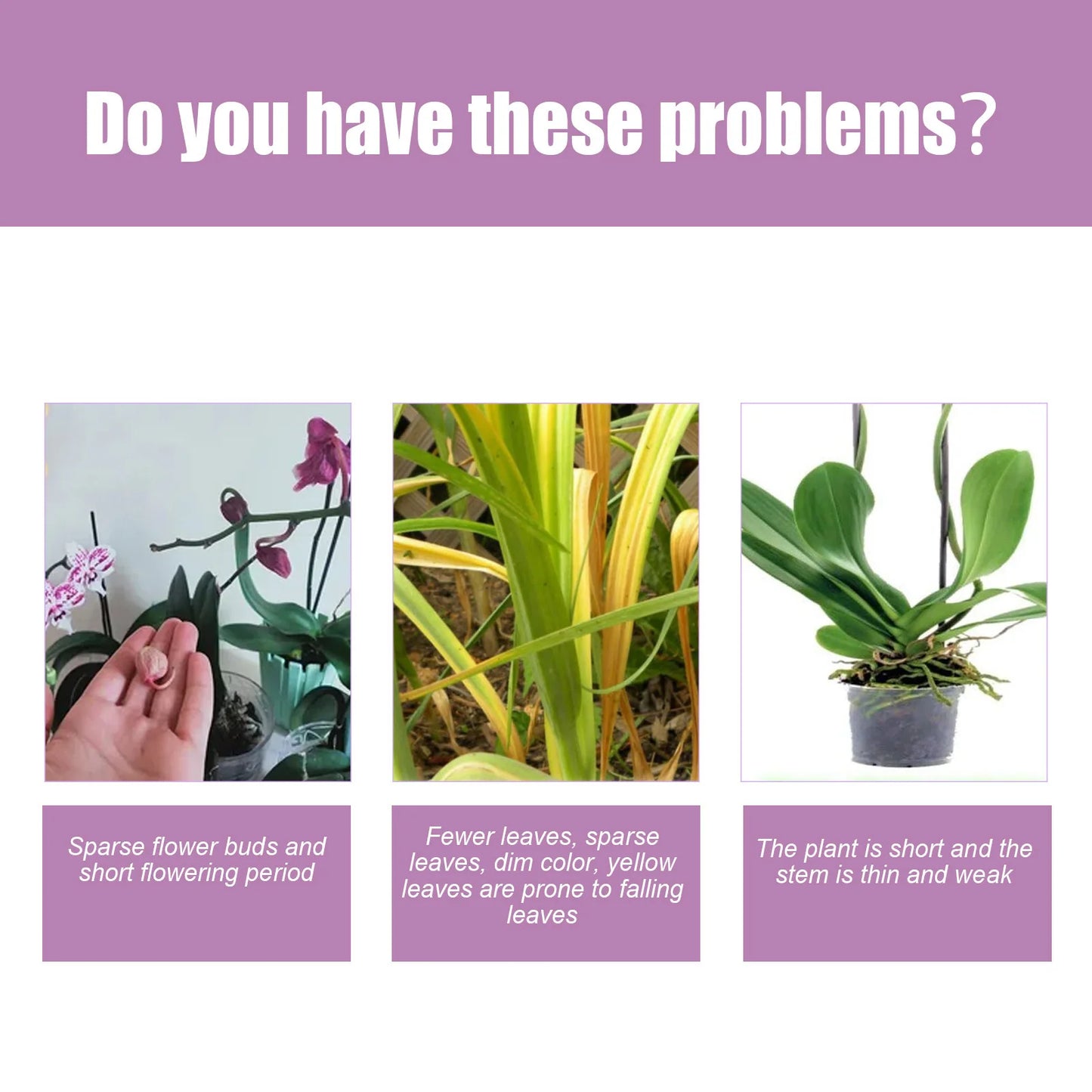 MoonSpry Orchid Bloom Booster